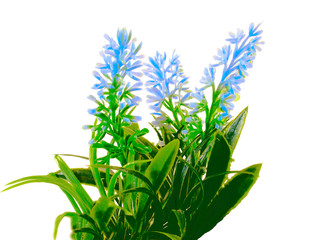 green houseplant with lilac flowers