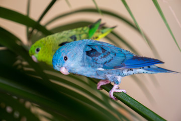 Blue and green lineolated parakeets perched on palm branch
