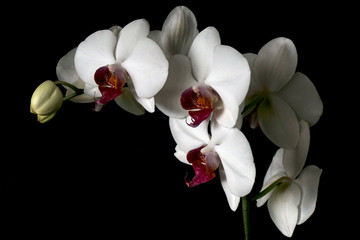 orchid