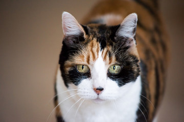 Senior calico cat closeup cute face portrait looking straight with sad expression, big green eyes, bokeh