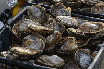 Fresh shell oysters in a box