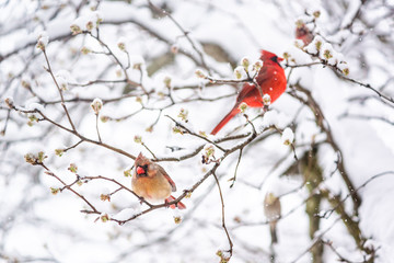 Two red northern cardinal, Cardinalis, birds couple perched on tree branch during heavy winter snow colorful in north Virginia,