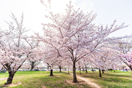 Washington DC, Cherry blossom sakura trees in spring with pink flower petals during April festival, wide angle landscape green grass park, district national mall