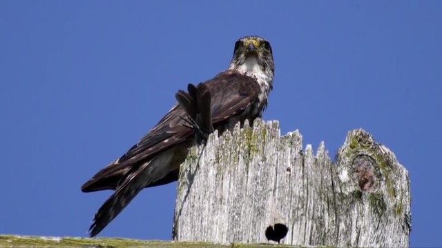 Merlin