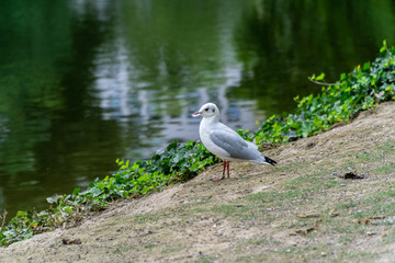 Seagull
