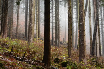 Fototapeta premium bosco nelle prealpi di Ledro, Trentino