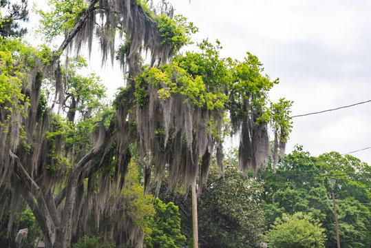 Tall Southern Live Oak Tree With Hanging Spanish Moss In Montgomery, Alabama Street During Spring Day, Cables Nature Wires