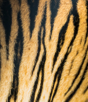Animal skins texture of Tiger