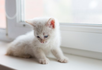 Animals. White fluffy kitten, white background