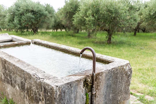 Landscape view of Green olive trees grove farm Italian countryside in Italy in Val D'Orcia, tuscany during summer with stone water tub industry trough for cows
