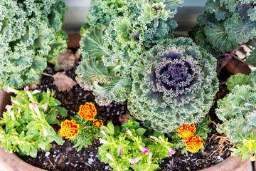 Purple kale plants and orange marigold yellow flowers in garden flowerpot landscaping nature design
