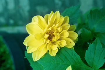  Beautiful pink and yellow dahlia in botanic garden with purple blur background wallpaper flower floral plants in spring time