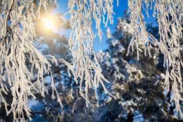 Winter fairy tale - Frost on the branches