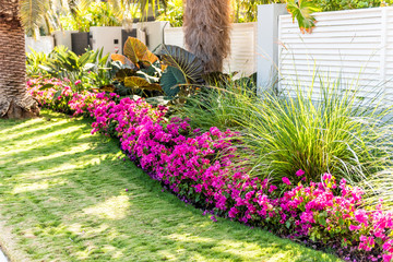 Vibrant pink bougainvillea flowers in Florida Keys or Miami, green plants landscaping landscaped lining sidewalk street road house entrance gate door springtime summer - obrazy, fototapety, plakaty
