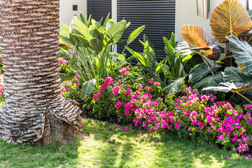 Vibrant pink bougainvillea flowers in Florida Keys or Miami, green plants landscaping landscaped lining sidewalk street road house entrance gate door springtime spring
