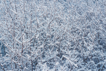 Tree branches covered with frost. Winter magic background.