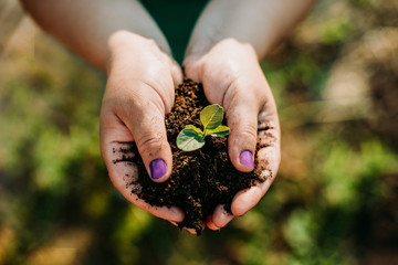 Female hands holding the soil with a plant