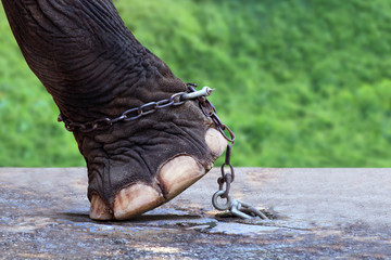 Elephant's leg and chain on concrete floor, Elephant is tortured, Image meaning of Elephants was...