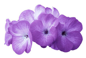 Flower purple geranium. Isolated on a white background. Close-up. without shadows. For design. Nature.