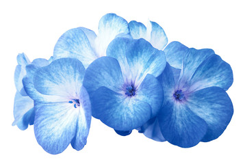 Flower light blue geranium. Isolated on a white background. Close-up. without shadows. For design. Nature.