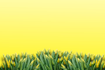 Lots of yellow tulips on a yellow background in minimal style. Top place for text.