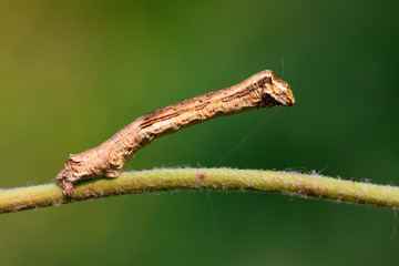 Suppressaria on plant