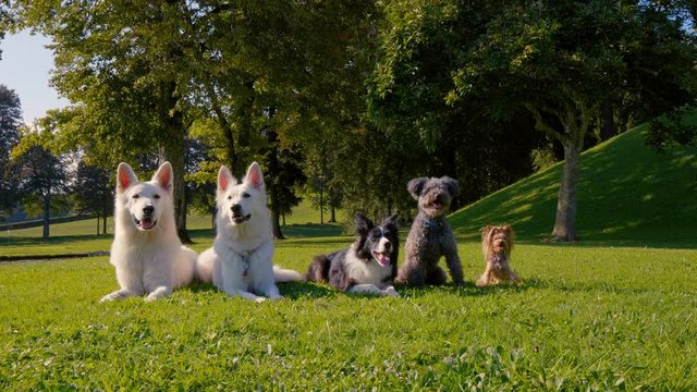 Five dogs lying in the park in a straight line, different breeds, from the biggest to the smallest. They also imitate each other.