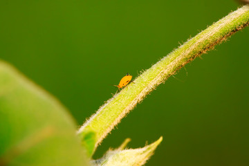 Yellow aphid in plant stem