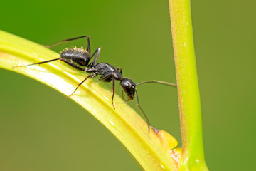 Camponotus japonicus on plant