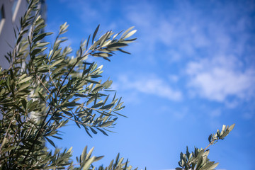 Part of olive tree beneath blue sky with few clouds background. Space, under view of  the plant.