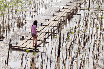 mangroves forest area shallow water for plantation, forest plantation on muddy land clay area for mangroves activities, young plant sapling mangroves tree forest concept of save the world coastal