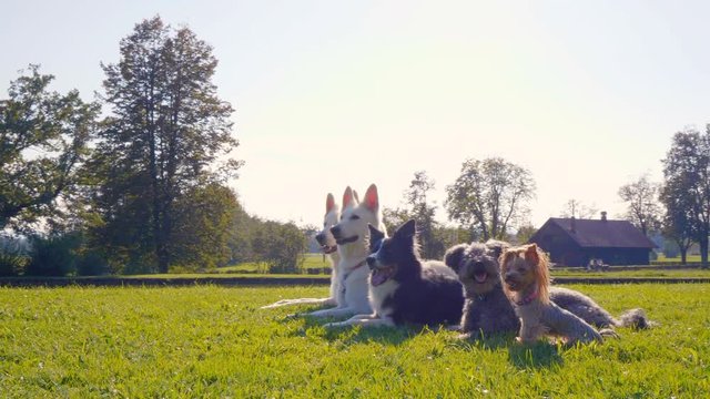 Amazing arc shot of five dogs lying in the park in a line, from the biggest to the smallest, different breeds. Happy, posing.