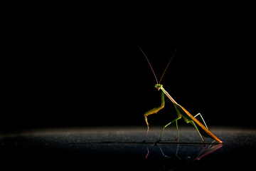 praying mantis on black background, praying mantis, insects, nature, bug, empty space, black