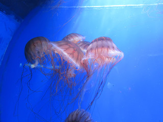 jellyfish
