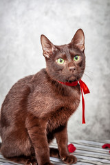 Portrait of brown Havana siamese cat, close up