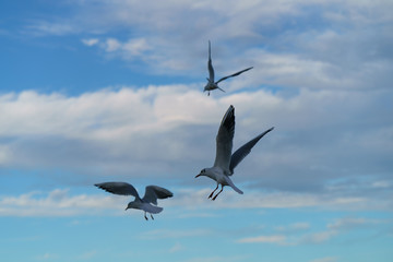 Fototapeta na wymiar Seagulls flock flying in the sky