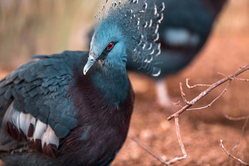 Bird at the zoo