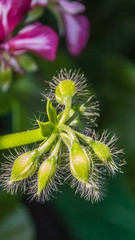 Smartphone HD wallpaper of flower in summer