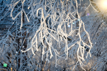 Frozen branches in sparkling snow
