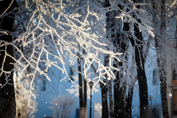 Frosted branches and sparkling snowflakes