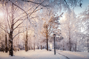 Fototapeta premium Winter forest - the light of the sun through the snowy trees