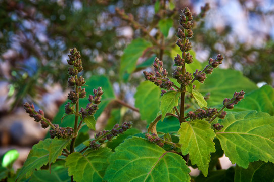 Close up eye level view of flowering patchouli plant also known as pogostemon cablin used in aromatherapy, essential oils and herbal medicine.