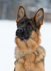 portrait of a german shepherd dog