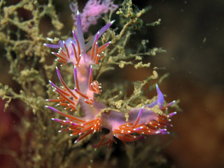  Nudibranch Flabellina Affinis