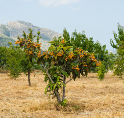 loquat, nispero