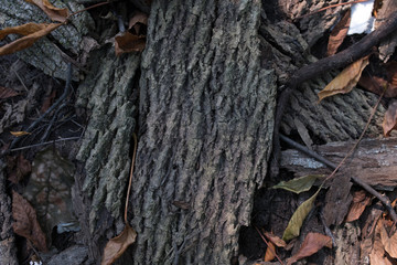 bark of a tree