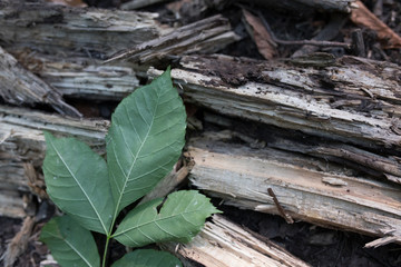 leaves of tree