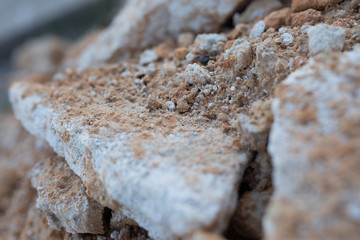 closeup of birch bark