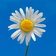 Camomile flower on a blue background.