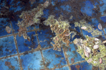 waste water rotten, the water is rotten in the pool with moss and dry leaves dirty water, water rotten pollution